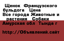 Щенок  Французского бульдога › Цена ­ 35 000 - Все города Животные и растения » Собаки   . Амурская обл.,Тында г.